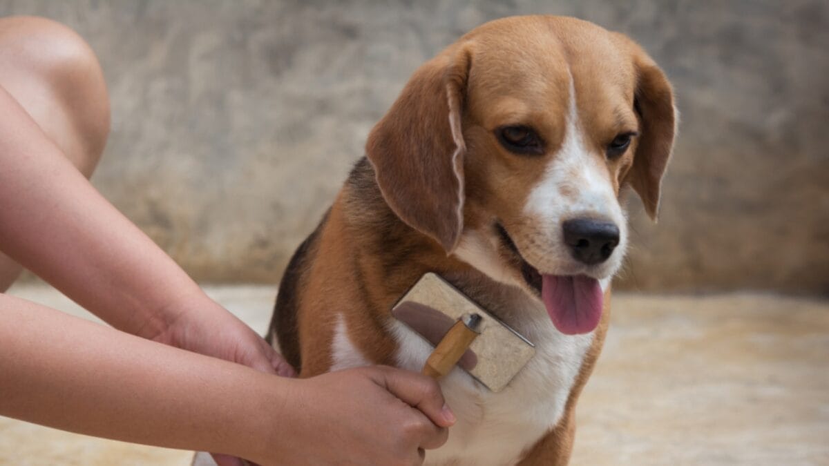 10 Facts About Beagles You Probably Didn't Know 3 10 Facts About Beagles You Probably Didn't Know - beagle ss1092193949