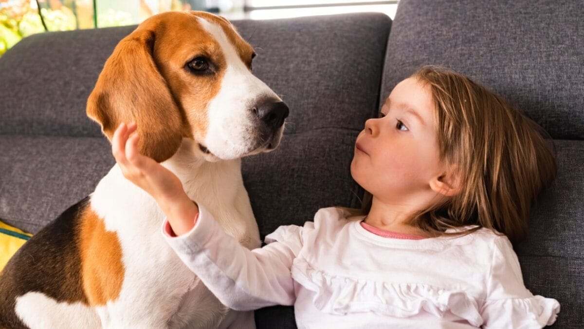 7 Most Gentle Dog Breeds & Why They're Beloved 4 7 Most Gentle Dog Breeds & Why They're Beloved - beagle ss1706176927