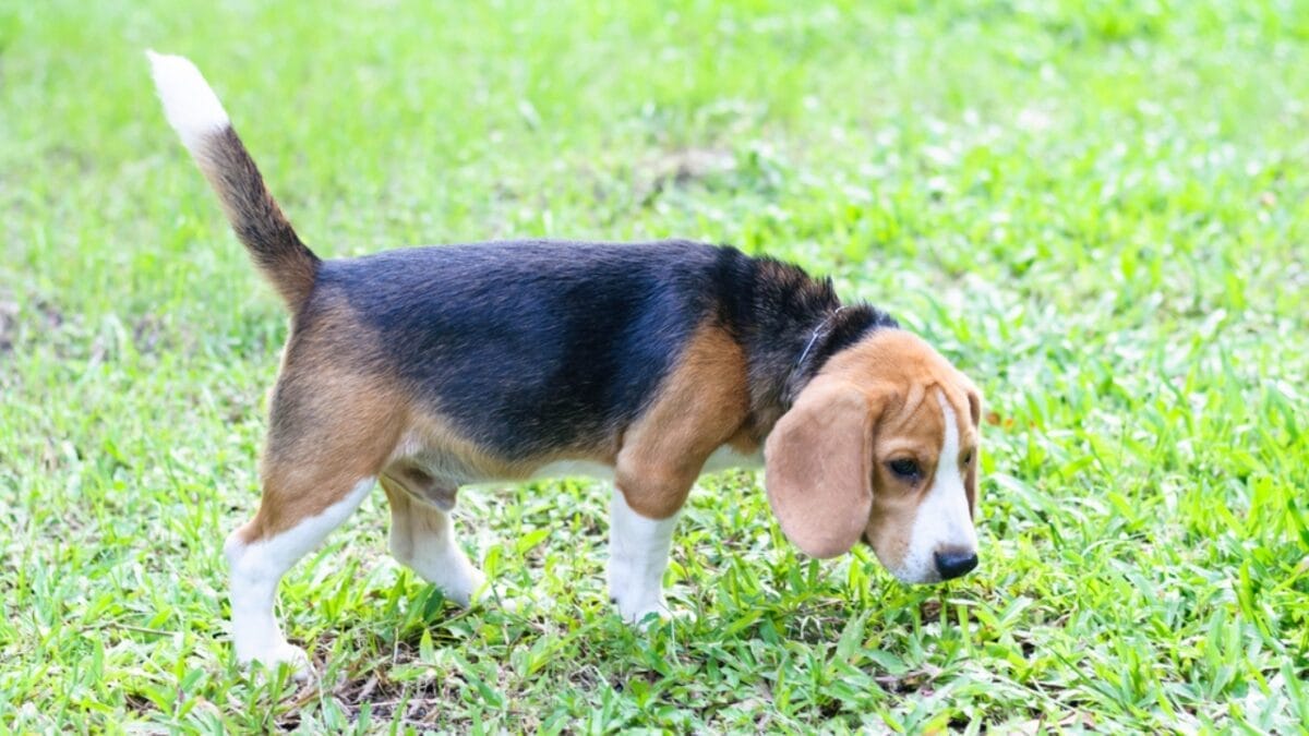 10 Facts About Beagles You Probably Didn't Know 7 10 Facts About Beagles You Probably Didn't Know - beagle ss227966356