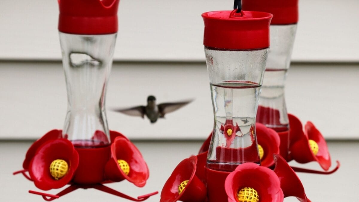 How Long Until Hummingbirds Find Your Feeder? 6 Factors 7 How Long Until Hummingbirds Find Your Feeder? 6 Factors - beak feeder ss1748225795