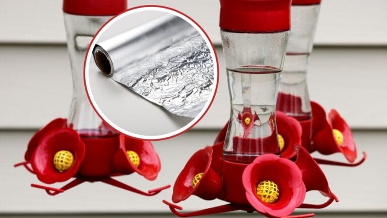 5 Brilliant Reasons to Wrap Your Hummingbird Feeder in Foil 1 5 Brilliant Reasons to Wrap Your Hummingbird Feeder in Foil - beak feeder with foil ss1748225795 ss124574515