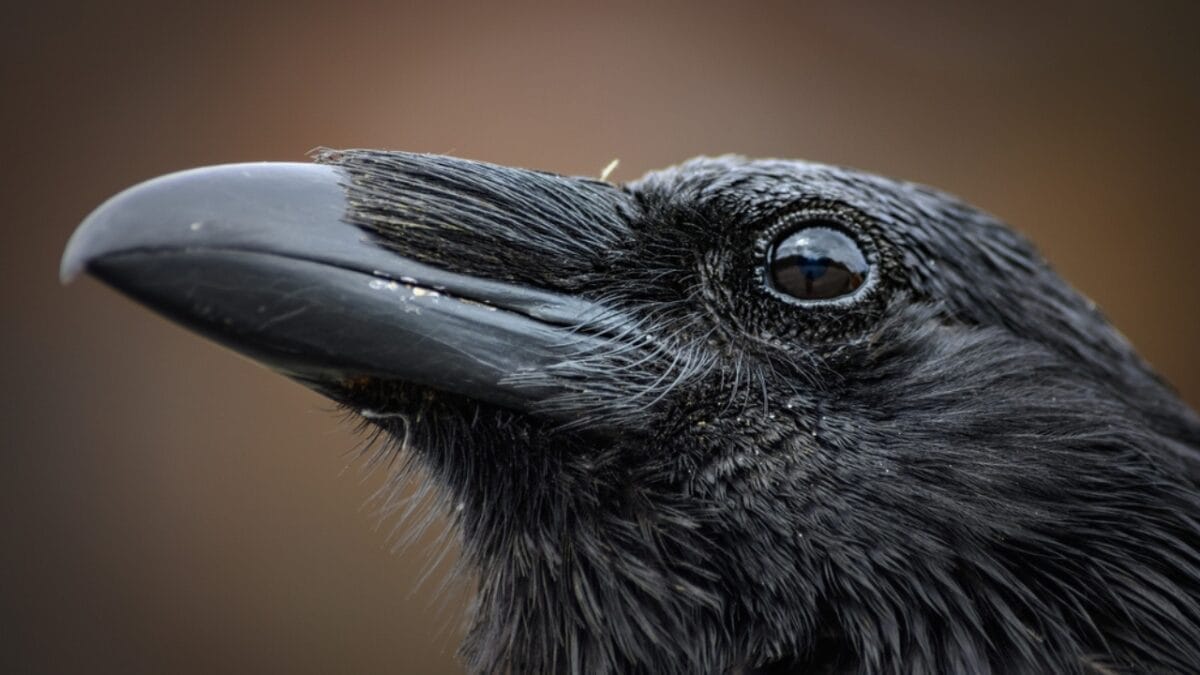 10 Ways to Tell Crows & Ravens Apart 4 10 Ways to Tell Crows & Ravens Apart - beak shape ss1841403400