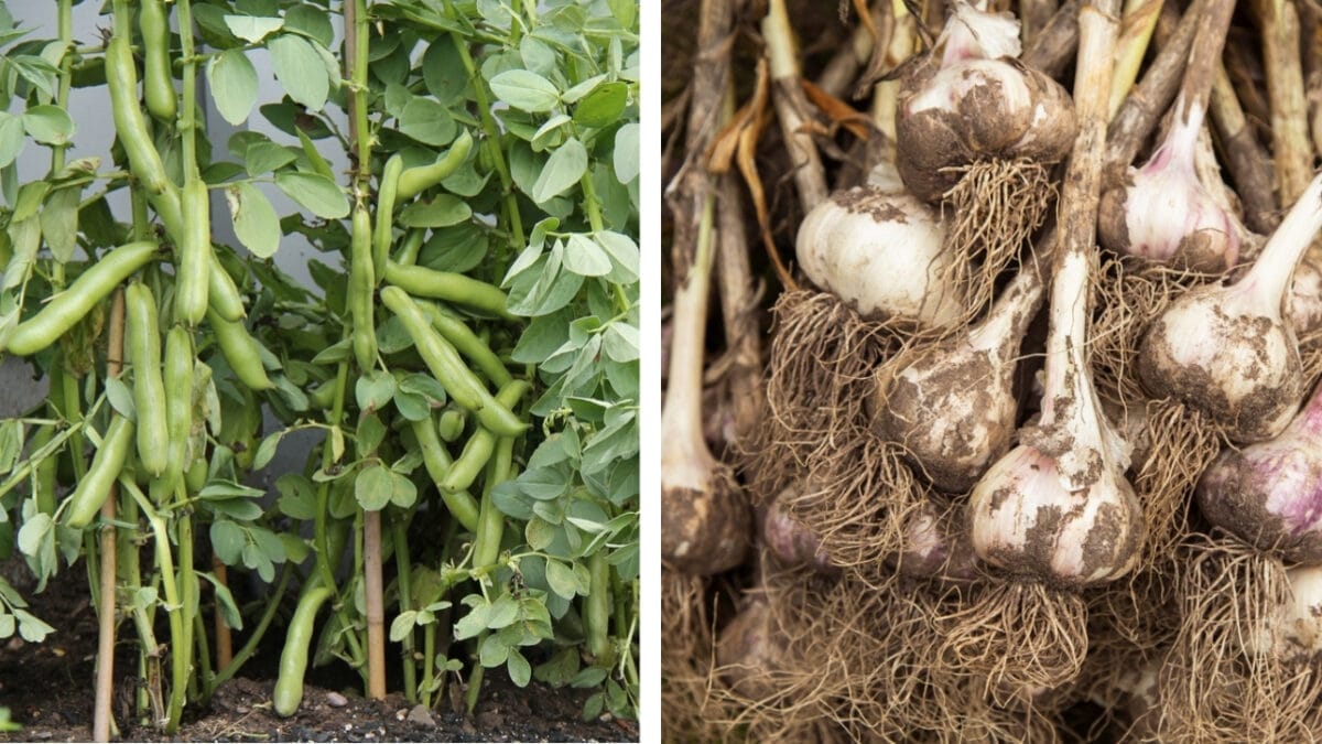 11 Plants You Should Never Grow Together - beans and garlic dp284839954 441812646 1