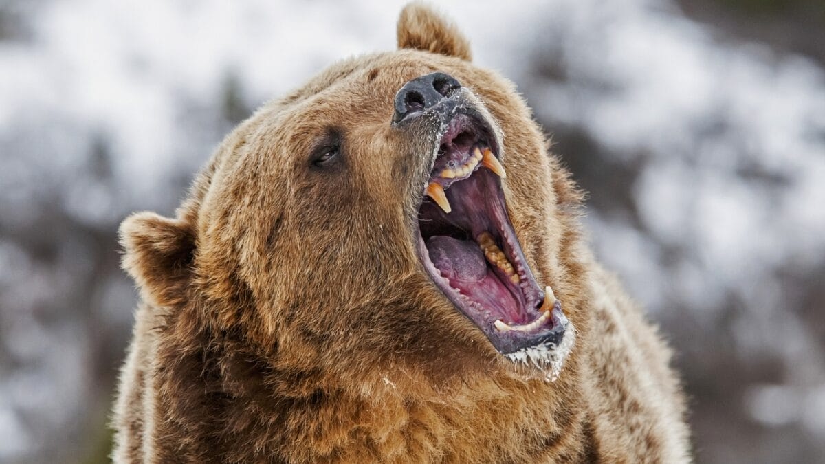 15 of the Most Extreme Animals Roaming Wild in North America - bear roaring ss590795564