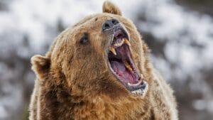 The 15 Most Dangerous Animals in North America 1 The 15 Most Dangerous Animals in North America - bear roaring ss590795564