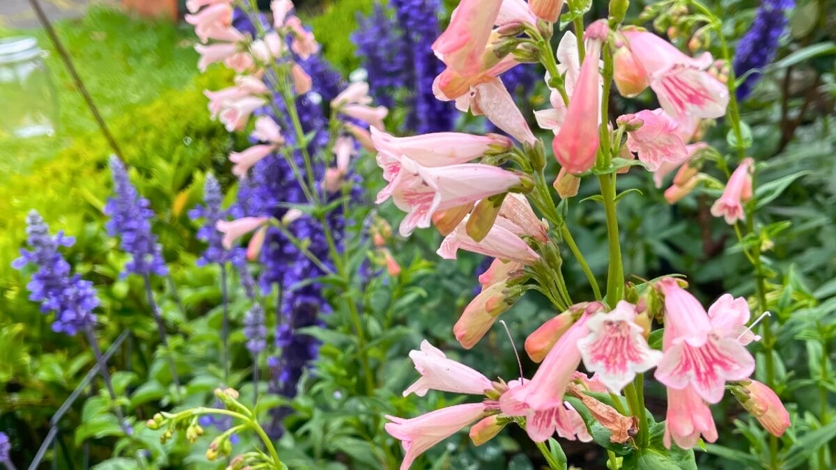 9 Favorite Perennials That Attract Hummingbirds Year After Year 8 9 Favorite Perennials That Attract Hummingbirds Year After Year - beard tongue ss2383805581