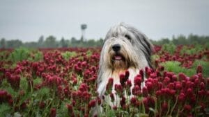 8 Fun Facts About Bearded Collies Most People Don't Know 1 8 Fun Facts About Bearded Collies Most People Don't Know - bearded collie dog dp273252900