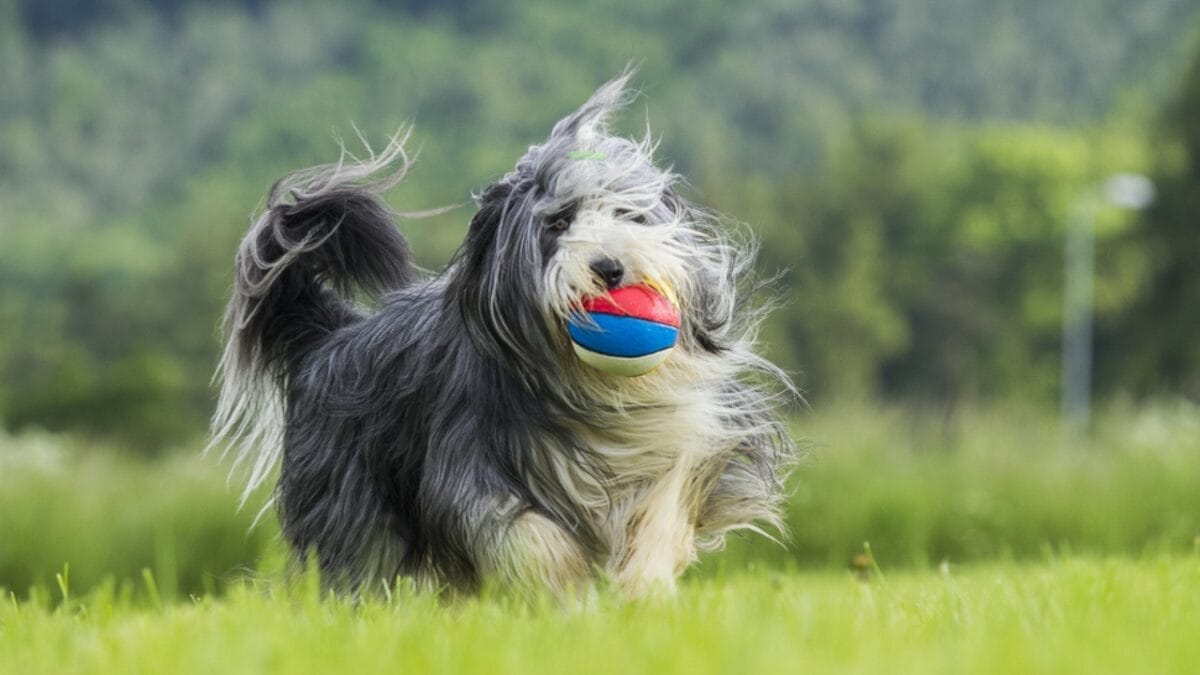 8 Fun Facts About Bearded Collies Most People Don't Know 4 8 Fun Facts About Bearded Collies Most People Don't Know - bearded collie energetic ss251851825