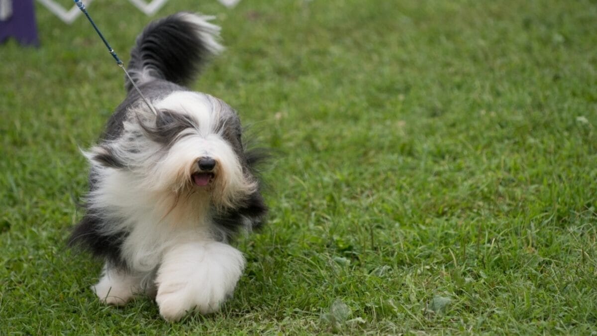 8 Fun Facts About Bearded Collies Most People Don't Know 5 8 Fun Facts About Bearded Collies Most People Don't Know - bearded collie walking ss2164824835