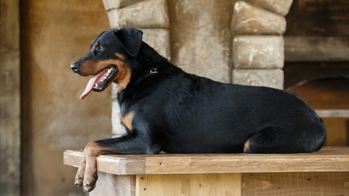 10 Facts About Beauceron Dogs You Should Know 7 10 Facts About Beauceron Dogs You Should Know - beauceron dog guarding house dp319597352