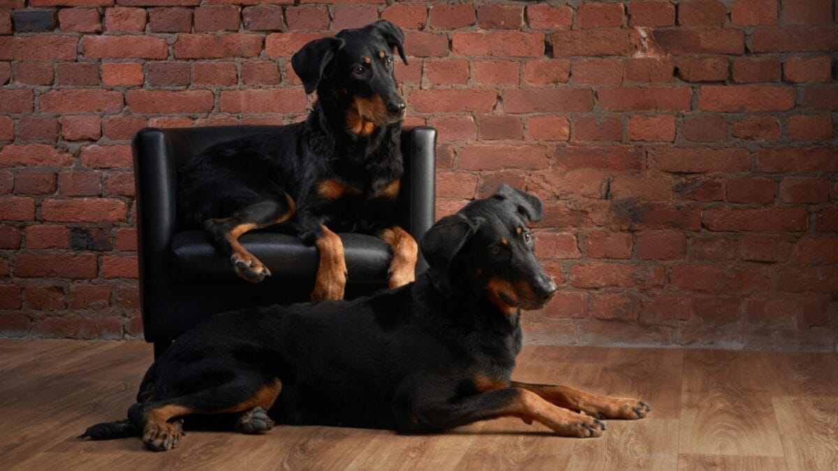 These Dog Breeds Have the Shortest Lifespans—One Breed Lives Just 5 Years - beauceron dog on couch and floor dp704361038
