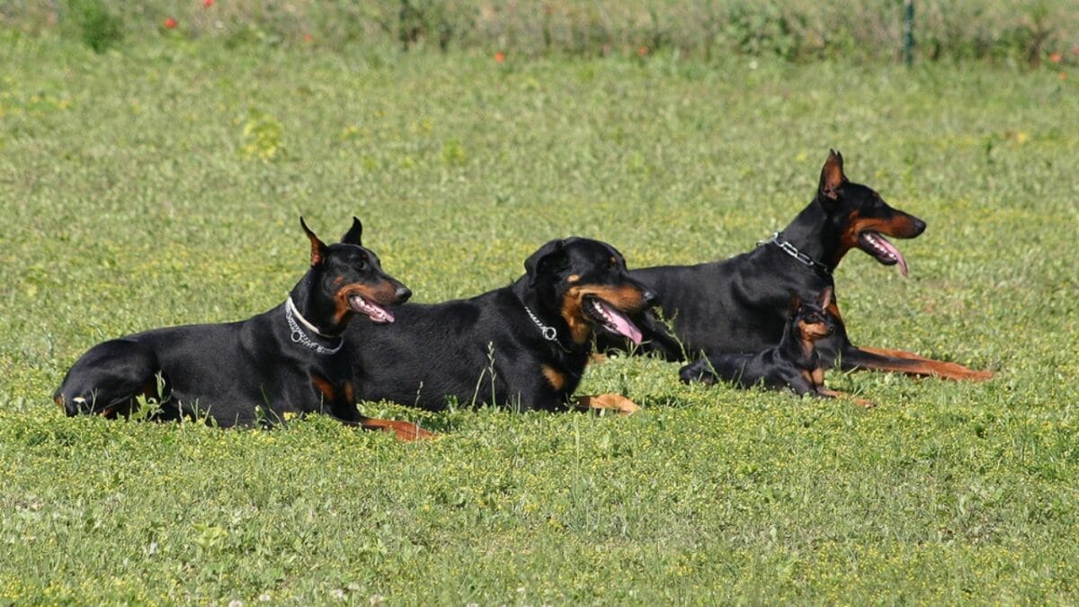 10 Facts About Beauceron Dogs You Should Know 2 10 Facts About Beauceron Dogs You Should Know - beauceron dog on grass dp2116702
