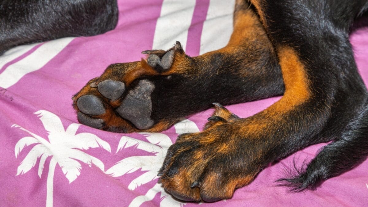 Always Wash Your Dog’s Paws to Avoid Winter Dangers 3 Always Wash Your Dog’s Paws to Avoid Winter Dangers - beauceron dog paw dp472020788