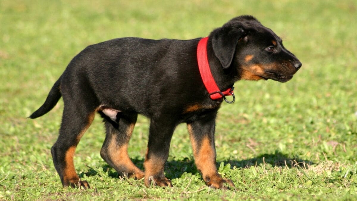 10 Facts About Beauceron Dogs You Should Know 8 10 Facts About Beauceron Dogs You Should Know - beauceron dog puppy side dp2116957