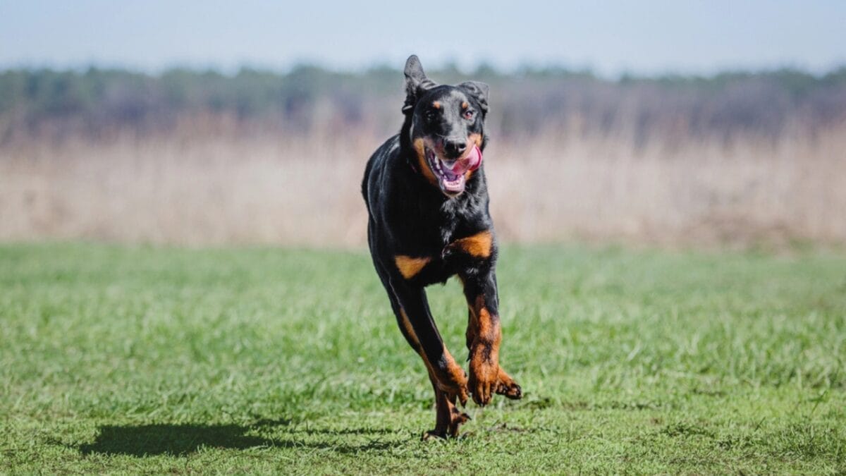 10 Facts About Beauceron Dogs You Should Know 5 10 Facts About Beauceron Dogs You Should Know - beauceron dog running dp240645226