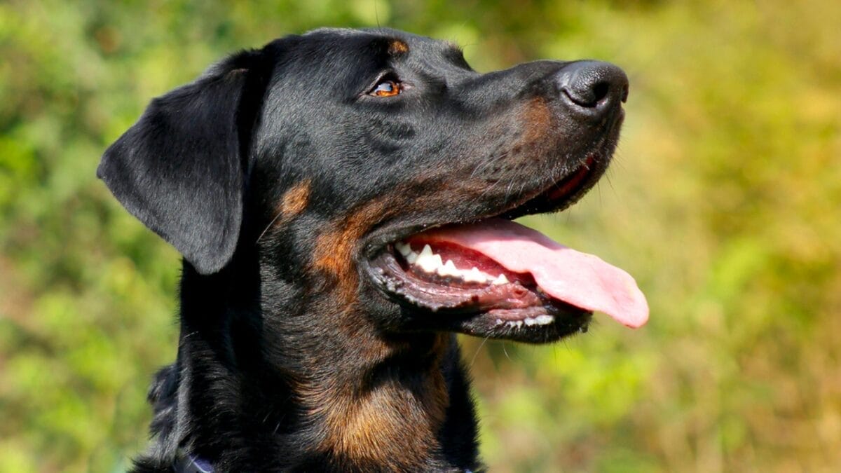 10 Facts About Beauceron Dogs You Should Know 6 10 Facts About Beauceron Dogs You Should Know - beauceron dog side tongue dp165957408