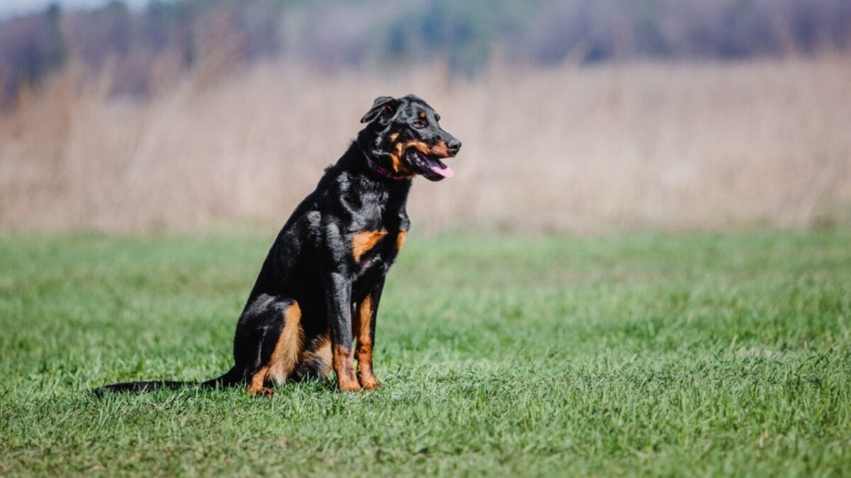 10 Facts About Beauceron Dogs You Should Know 11 10 Facts About Beauceron Dogs You Should Know - beauceron dog sitting grass dp240645046
