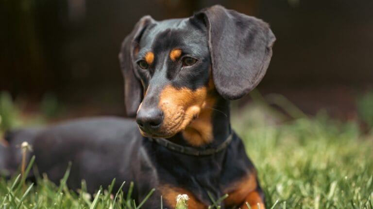 10 Grooming Tips to Keep a Dachshund Looking Sleek - beautiful dachshund dog ss2331737061