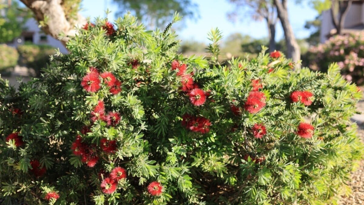 5 Reasons the Bottlebrush is a Gardener's Dream for Attracting Hummingbirds 3 5 Reasons the Bottlebrush is a Gardener's Dream for Attracting Hummingbirds - beauty ss2444390749