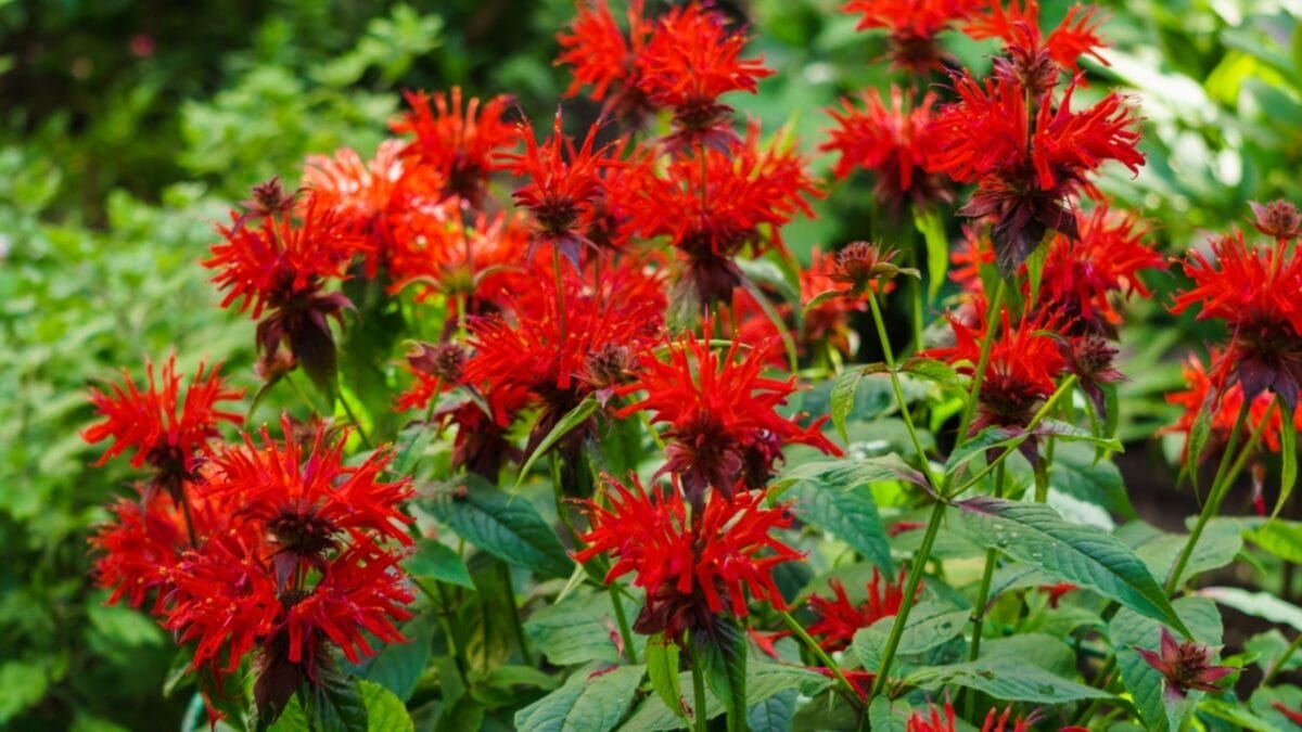 11 Fast-Growing Perennials to Transform Your Garden 10 11 Fast-Growing Perennials to Transform Your Garden - bee balm flower dp404167536