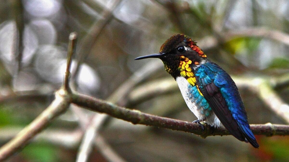 5 Symbolic Hummingbird Meanings & What They Represent 3 5 Symbolic Hummingbird Meanings & What They Represent - bee hummingbird on tree ss1932211016