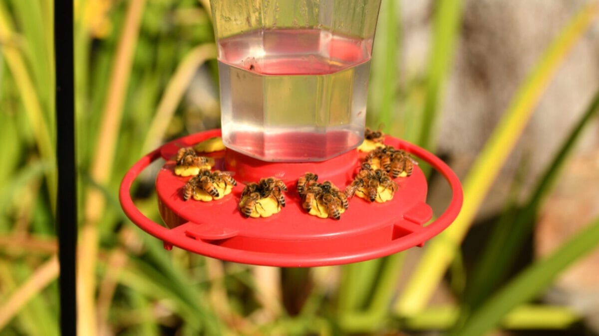 7 Solutions for Keeping Bees Off Hummingbird Feeders 5 7 Solutions for Keeping Bees Off Hummingbird Feeders - bee in hummingbird feeder ss1541052857