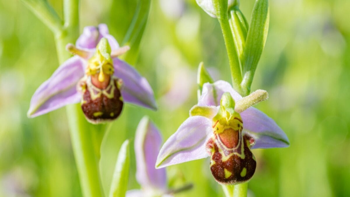 15 Bizarre Plants That Look Like They Belong in a Zoo 4 15 Bizarre Plants That Look Like They Belong in a Zoo - bee orchid ss2028984854