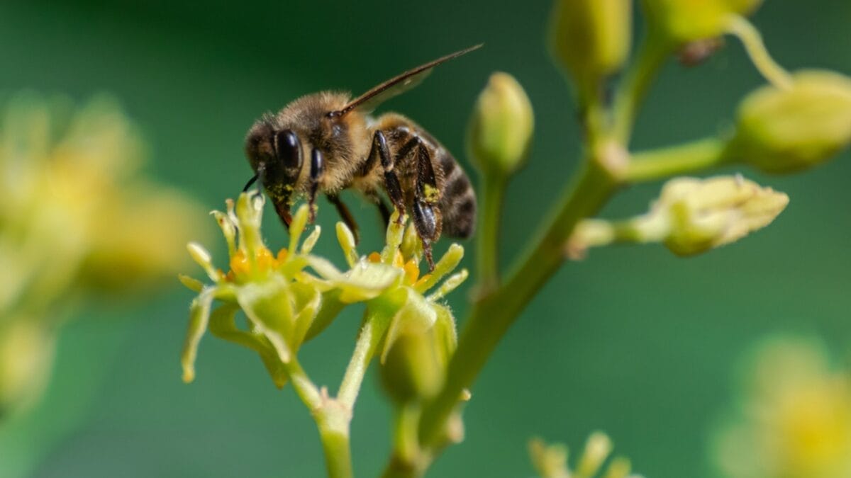 10 Simple Steps to Grow an Avocado Tree in a Small Pot 9 10 Simple Steps to Grow an Avocado Tree in a Small Pot - bee pollinating flower dp315874066