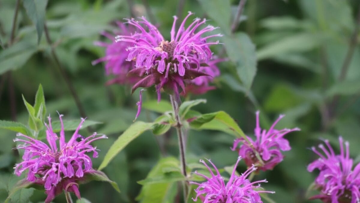 Say Goodbye to Weeding: 14 Perennial Wildflowers for a Carefree Garden - beebalm ss2343309939