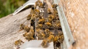 7 Effective Ways to Get Rid of Carpenter Bees 1 7 Effective Ways to Get Rid of Carpenter Bees - bees dp150507236