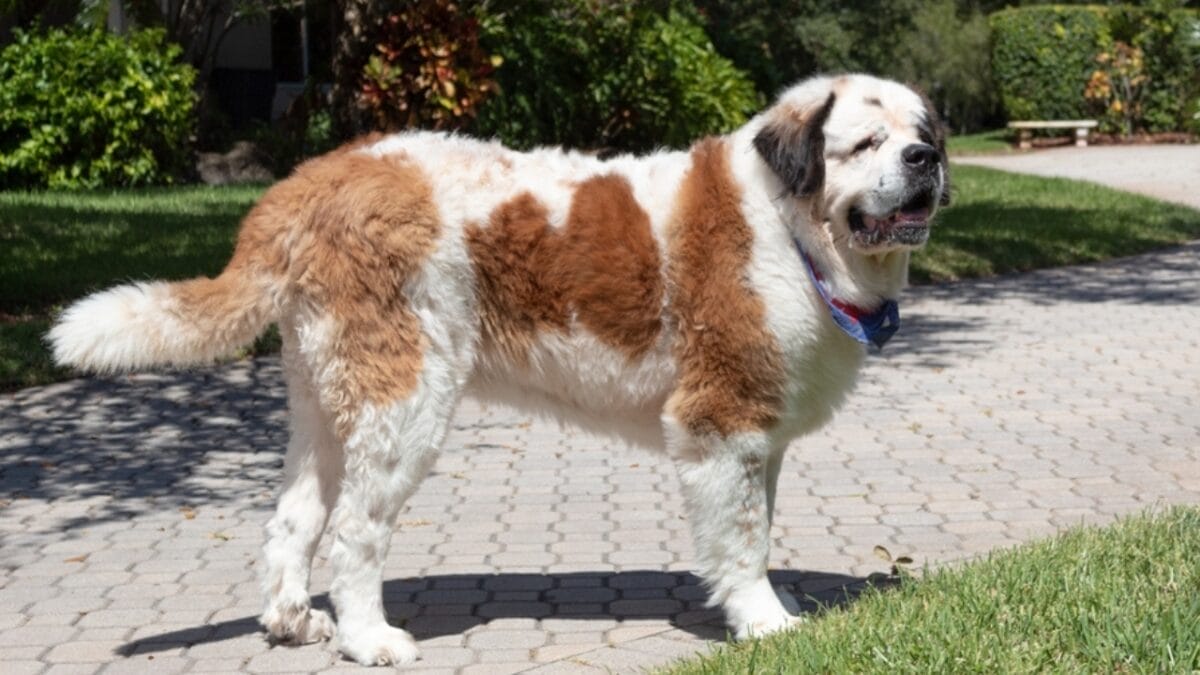 15 Dog Breeds Known for Their Unmatched Courage - beethoven saint bernard ss2165061165