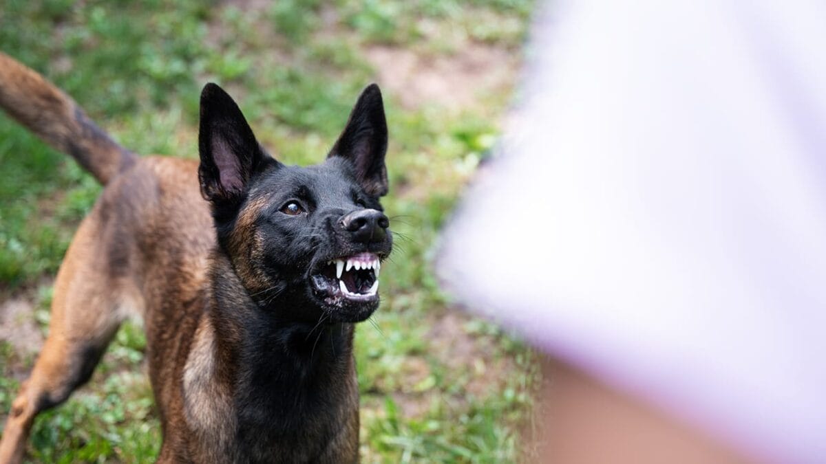15 Dog Breeds Known for Their Unmatched Courage - belgian malinois dog ss2219417517
