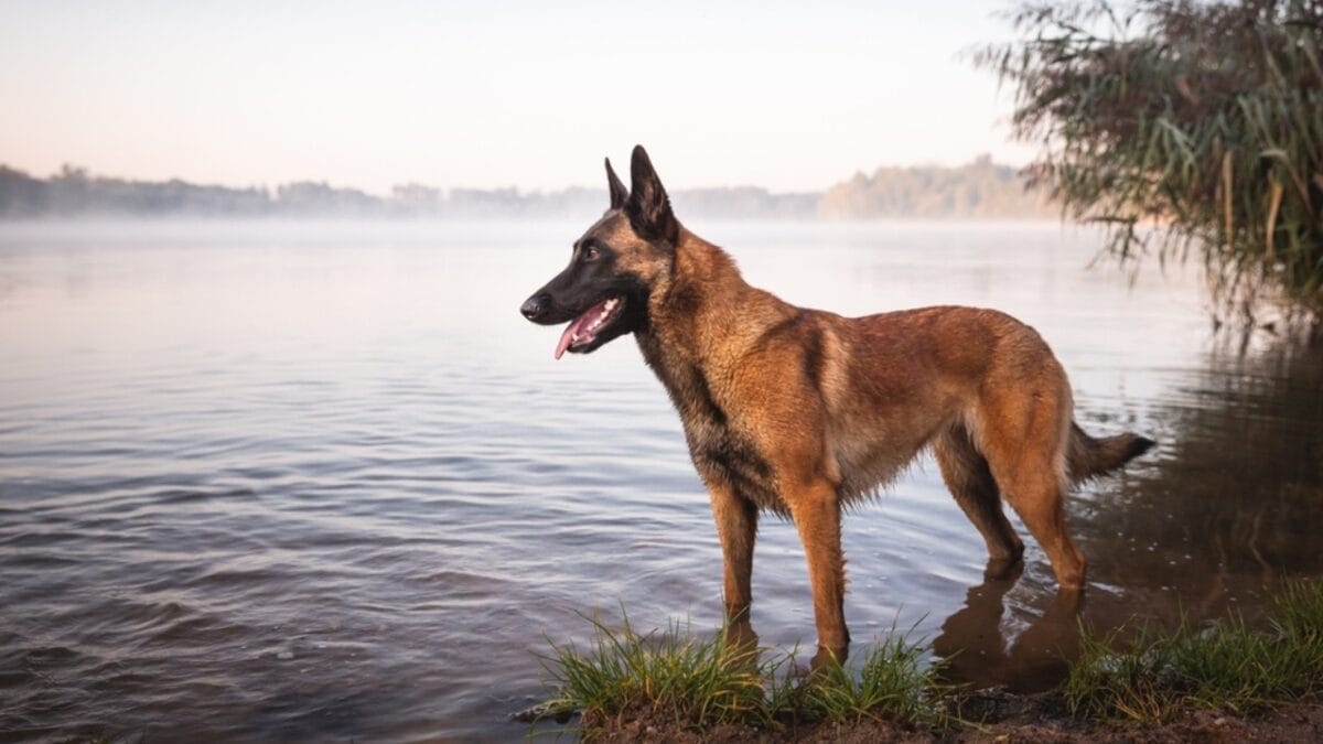 10 Fun Facts About Belgian Malinois That Will Make You Love Them More 10 10 Fun Facts About Belgian Malinois That Will Make You Love Them More - belgian dog by river ss2077062955