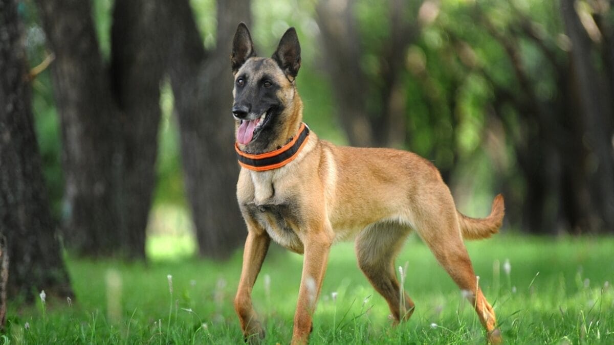 12 Dog Facial Expressions & What They Really Mean 7 12 Dog Facial Expressions & What They Really Mean - belgian dog in the trees ss2033655035