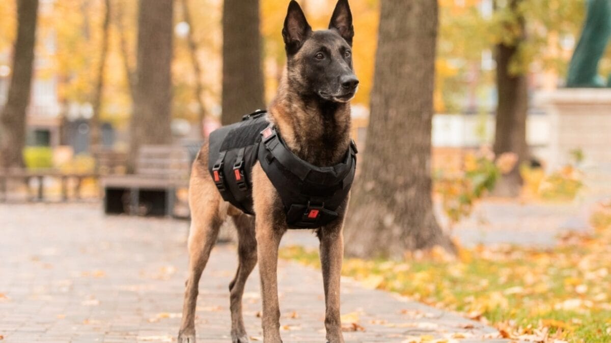 10 Fun Facts About Belgian Malinois That Will Make You Love Them More 6 10 Fun Facts About Belgian Malinois That Will Make You Love Them More - belgian dog in vest ss2229441445