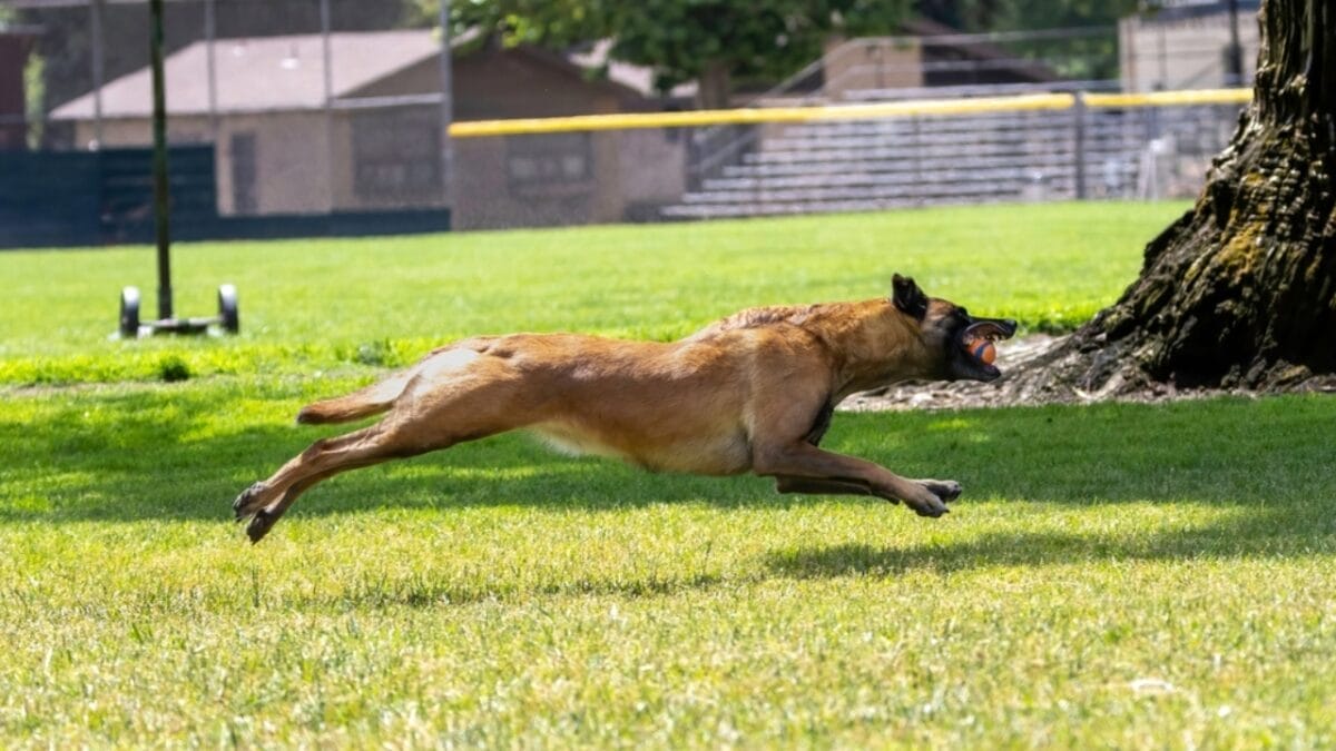 10 Fun Facts About Belgian Malinois That Will Make You Love Them More 8 10 Fun Facts About Belgian Malinois That Will Make You Love Them More - belgian dog jumping ss2322116015