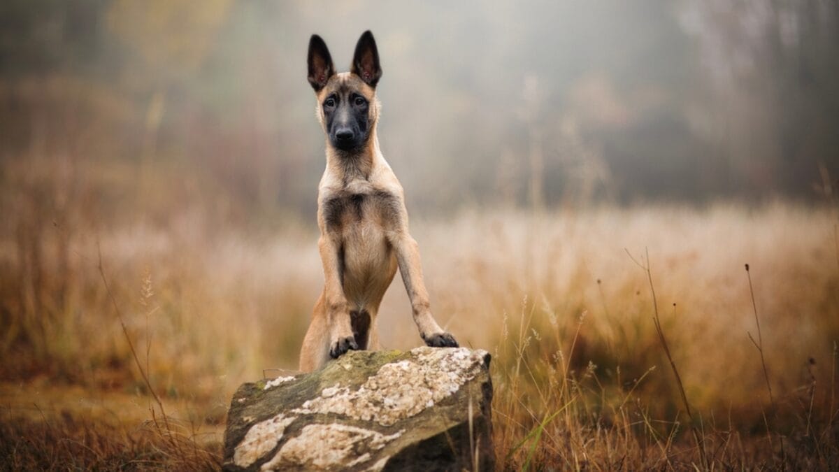 10 Fun Facts About Belgian Malinois That Will Make You Love Them More 2 10 Fun Facts About Belgian Malinois That Will Make You Love Them More - belgian dog on rock ss2078845648