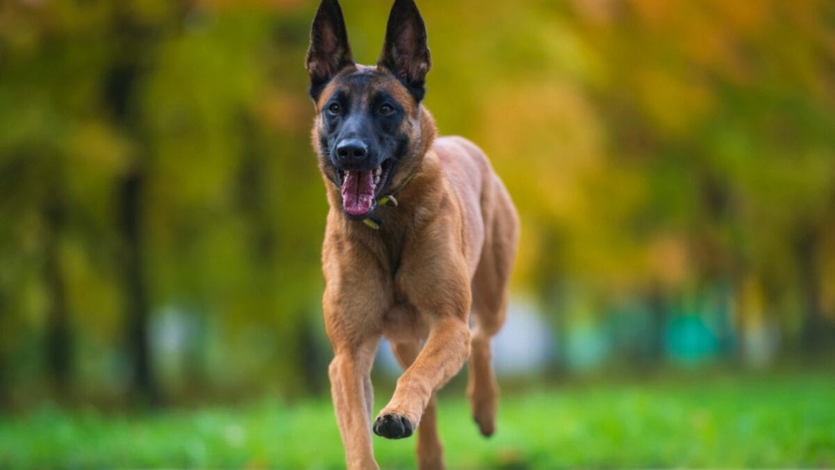 23 Dog Breeds That Could Be Lifesavers in a Zombie Apocalypse - belgian dog running ss1529222237