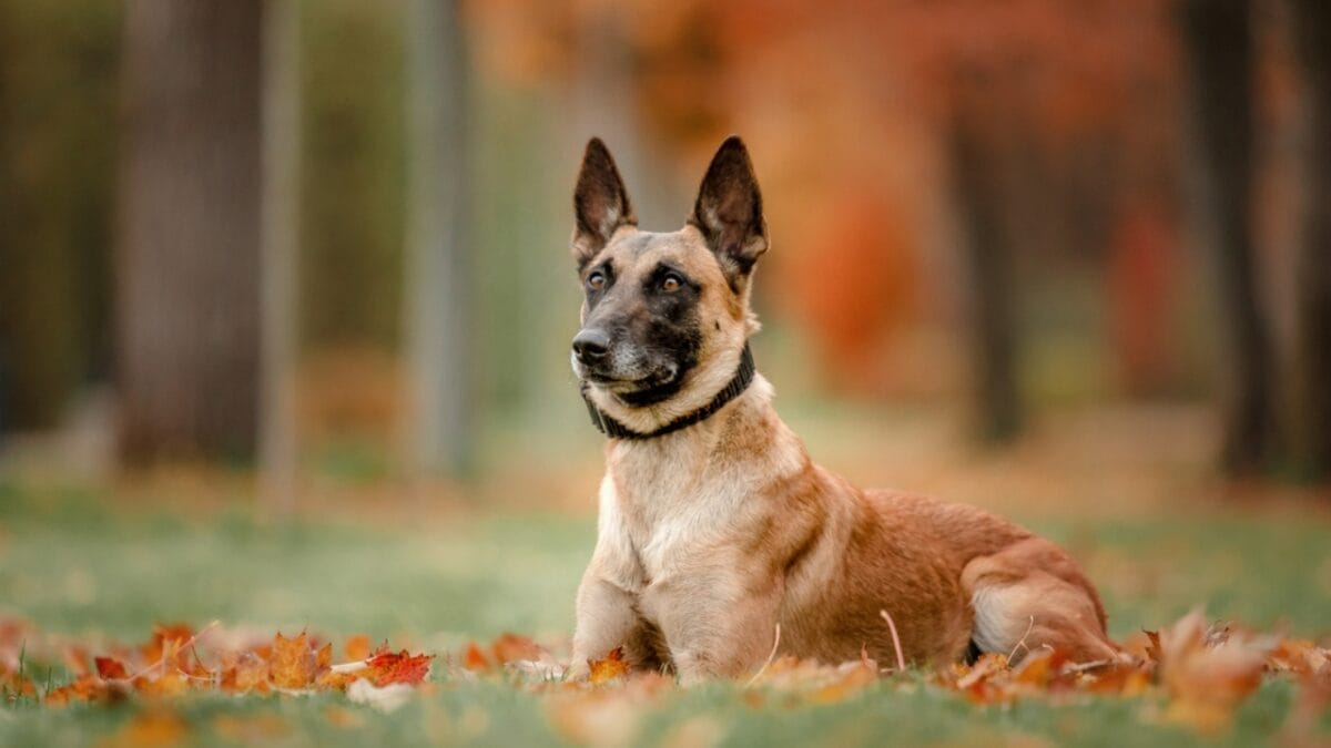 10 Fun Facts About Belgian Malinois That Will Make You Love Them More 3 10 Fun Facts About Belgian Malinois That Will Make You Love Them More - belgian dog sitting on leaves ss1856511172