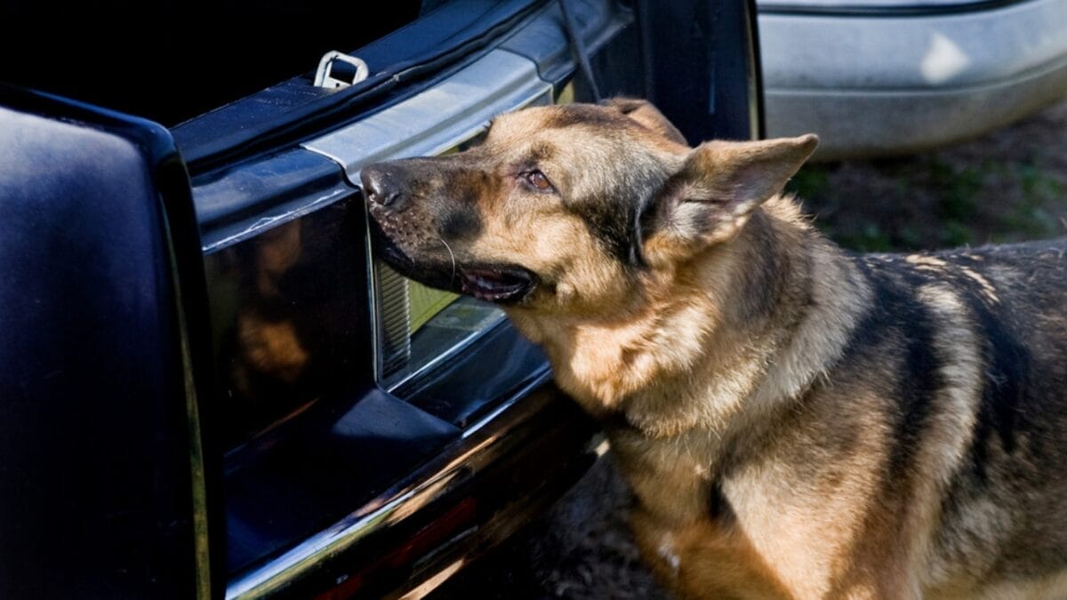 10 Fun Facts About Belgian Malinois That Will Make You Love Them More 7 10 Fun Facts About Belgian Malinois That Will Make You Love Them More - belgian dog sniffing ss1454868695