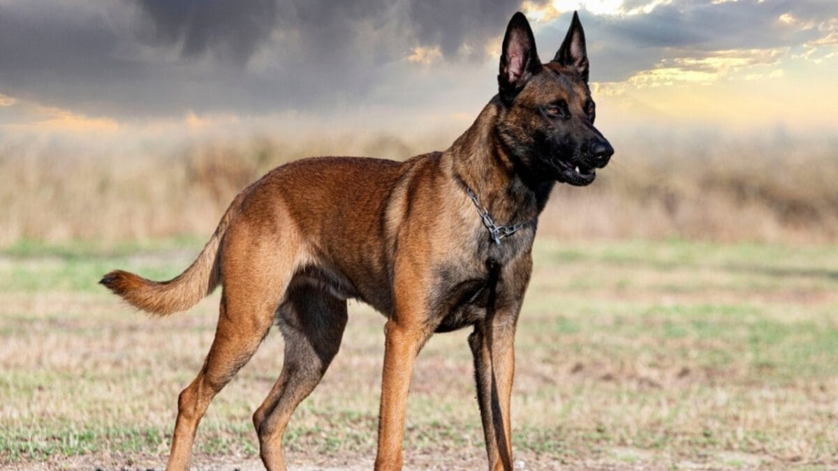 10 Best Dog Breeds That Excel at Protecting Against Mountain Lions 3 10 Best Dog Breeds That Excel at Protecting Against Mountain Lions - belgian dog standing with clouds ss2203866547