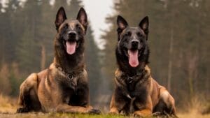 10 Fun Facts About Belgian Malinois That Will Make You Love Them More 1 10 Fun Facts About Belgian Malinois That Will Make You Love Them More - belgian dog two sitting ss2277309561