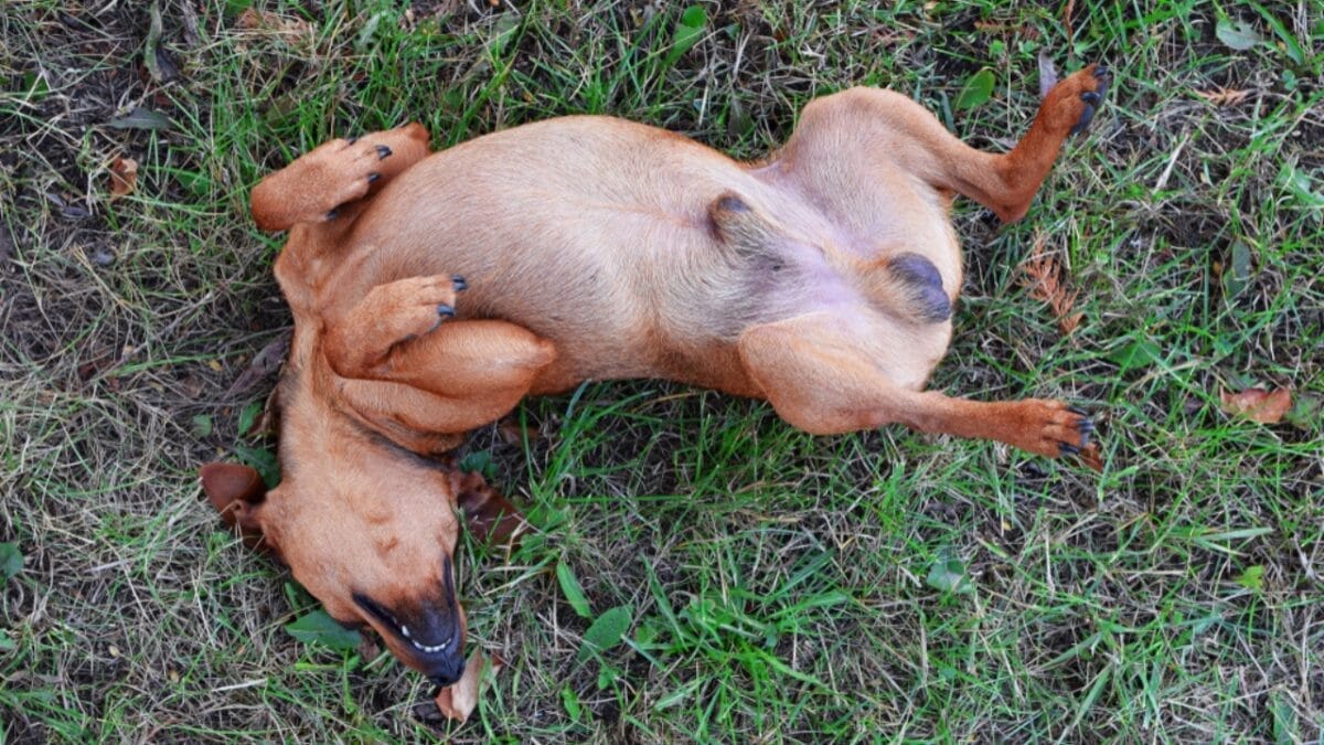 Descartes Was Wrong: 9 Signs Your Dog Can Feel Happiness 5 Descartes Was Wrong: 9 Signs Your Dog Can Feel Happiness - belly up dog ss1162537354