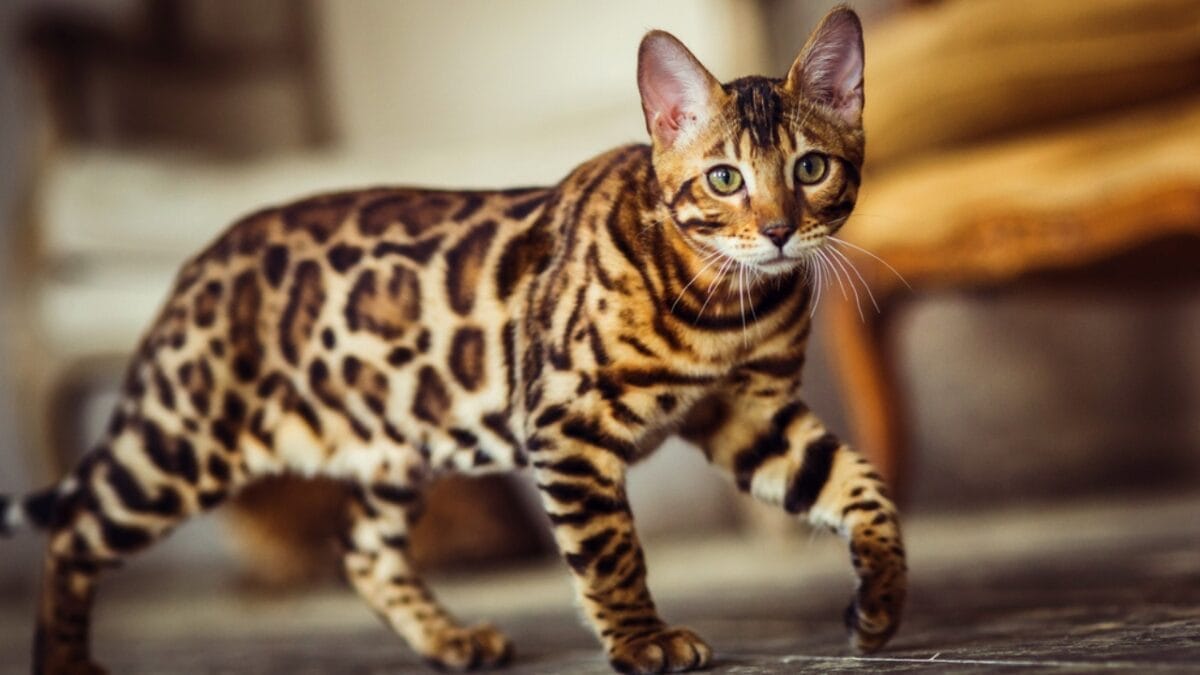 12 of the Most Beautiful Animals in the World - bengal cat ss582832921