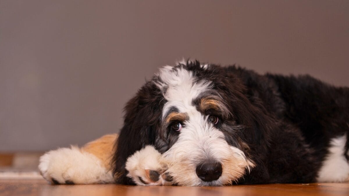 15 Doodle Dog Breeds Taking the Pet World by Storm - bernedoodle ss1663446007