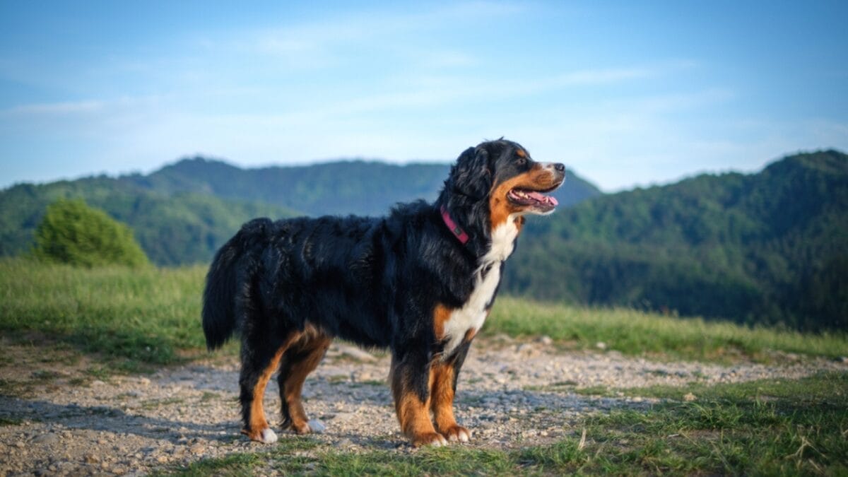 These Dog Breeds Have the Shortest Lifespans—One Breed Lives Just 5 Years - bernese dog mountain ss1827658220
