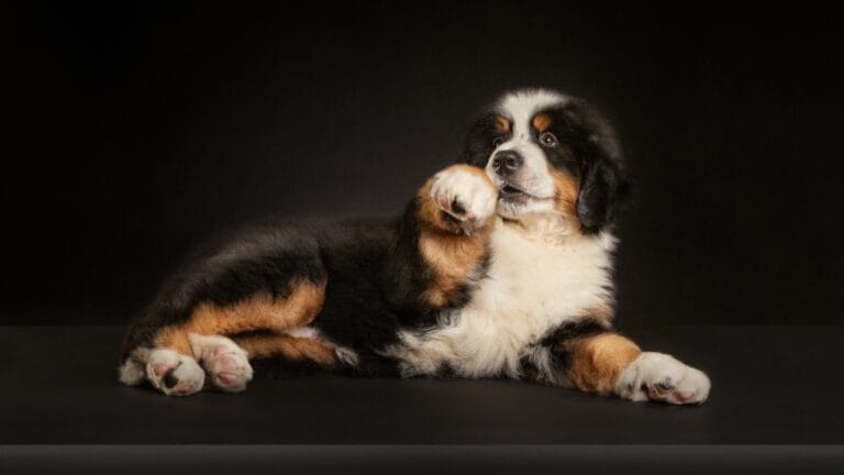 10 Reasons Bernese Mountain Dogs Will Steal Your Heart 6 10 Reasons Bernese Mountain Dogs Will Steal Your Heart - bernese dog puppy black ss2280424003