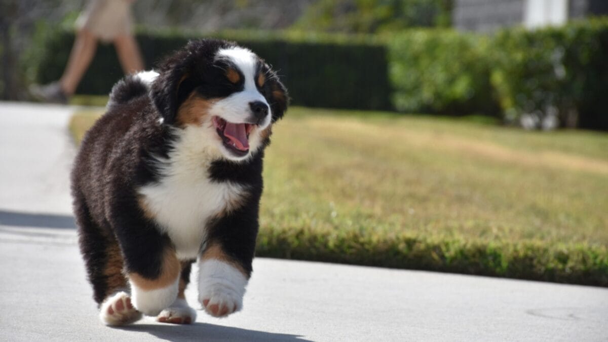 10 Reasons Bernese Mountain Dogs Will Steal Your Heart 7 10 Reasons Bernese Mountain Dogs Will Steal Your Heart - bernese dog puppy running ss1172754346
