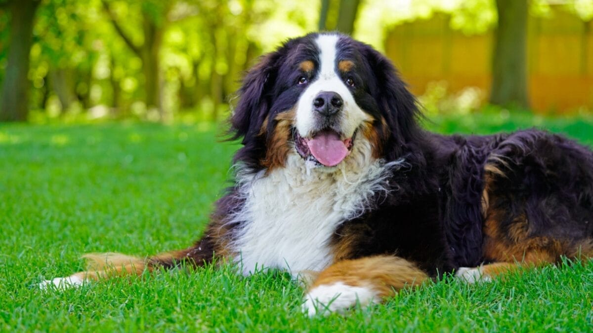 10 Reasons Bernese Mountain Dogs Will Steal Your Heart 6 10 Reasons Bernese Mountain Dogs Will Steal Your Heart - bernese dog sitting grass ss1722854659
