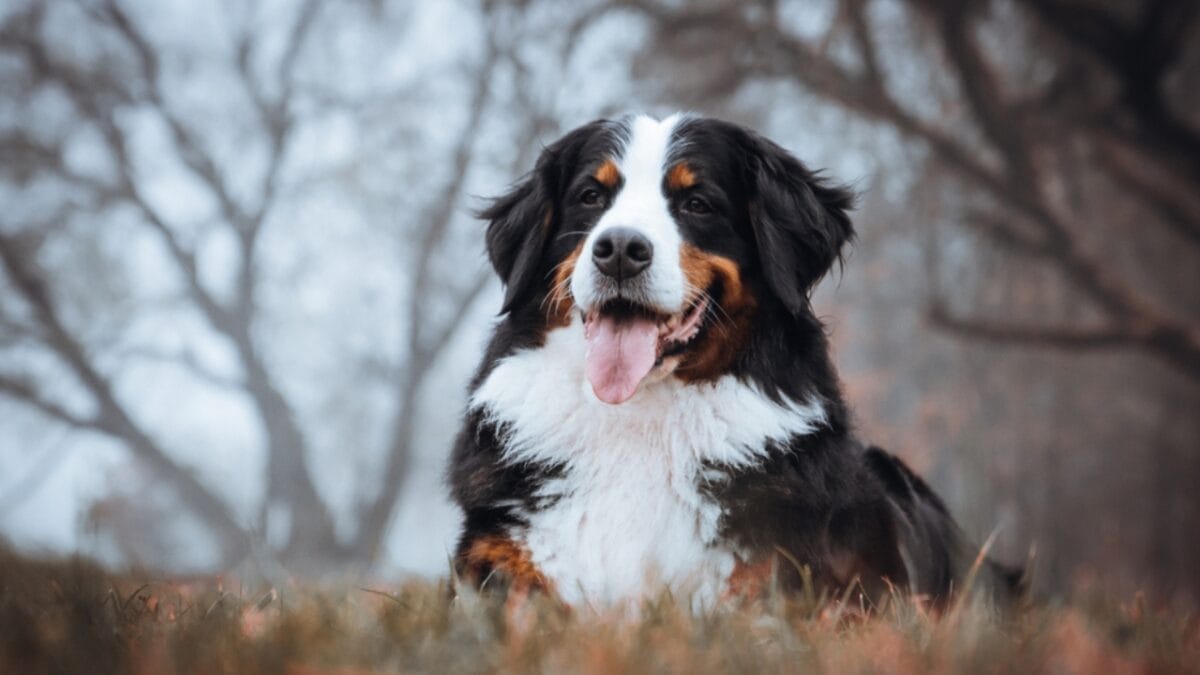 15 Dog Breeds That are Purr-fect for Cat Lovers 15 15 Dog Breeds That are Purr-fect for Cat Lovers - bernese dog sitting trees ss1235444284